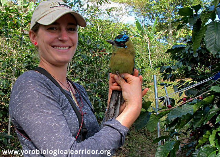 Example of a Blue-Crowned Motmot being studied by YBC scientists; this particular one found on an organic coffee farm.