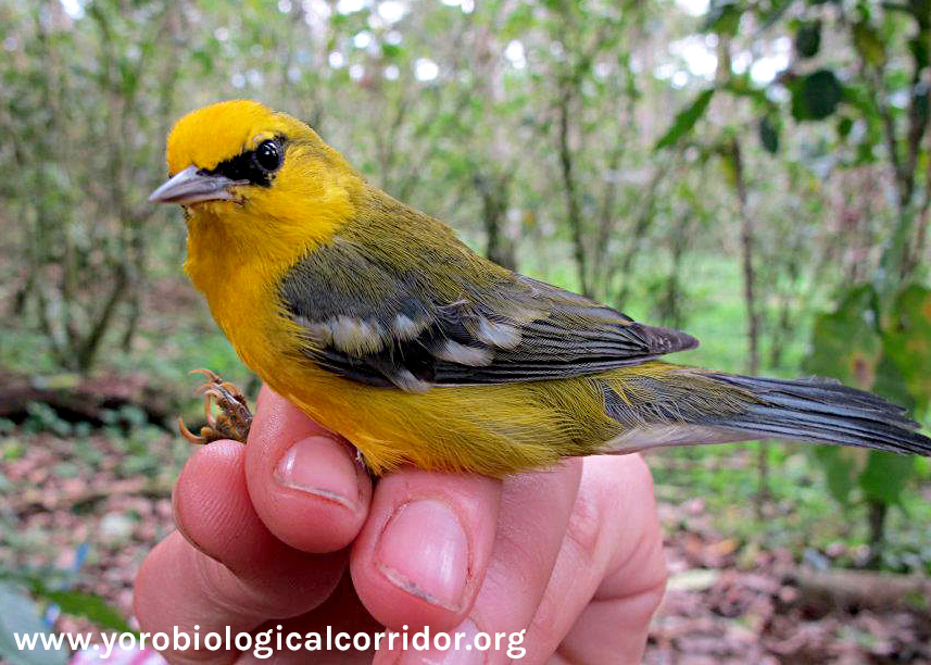 Example of a Blue-winged Warbler being studied by YBC scientists in their fieldwork; taken on a coffee farm.
