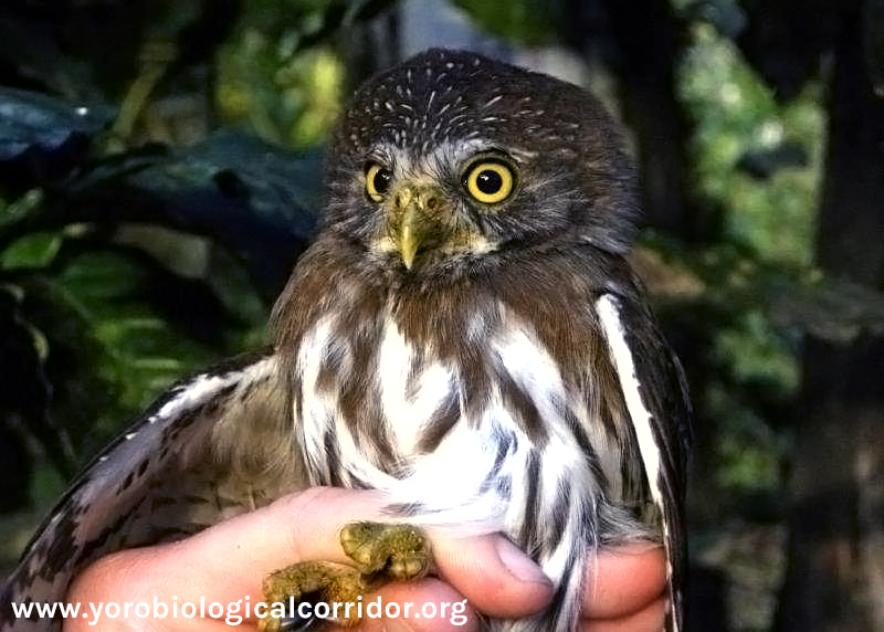 An example of a Ferruginous Pygmy Owl being studied by YBC fieldworkers.