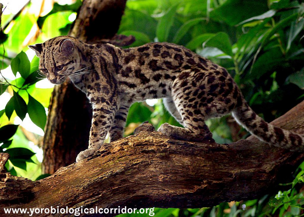 Example of a Margay Cat up in a tree; A sighting by YBC field researcher.