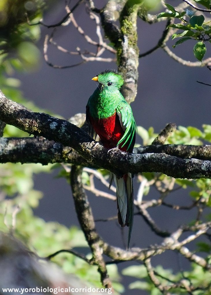 Example of a Quetzal bird up in a tree; A sighting by YBC field researcher.