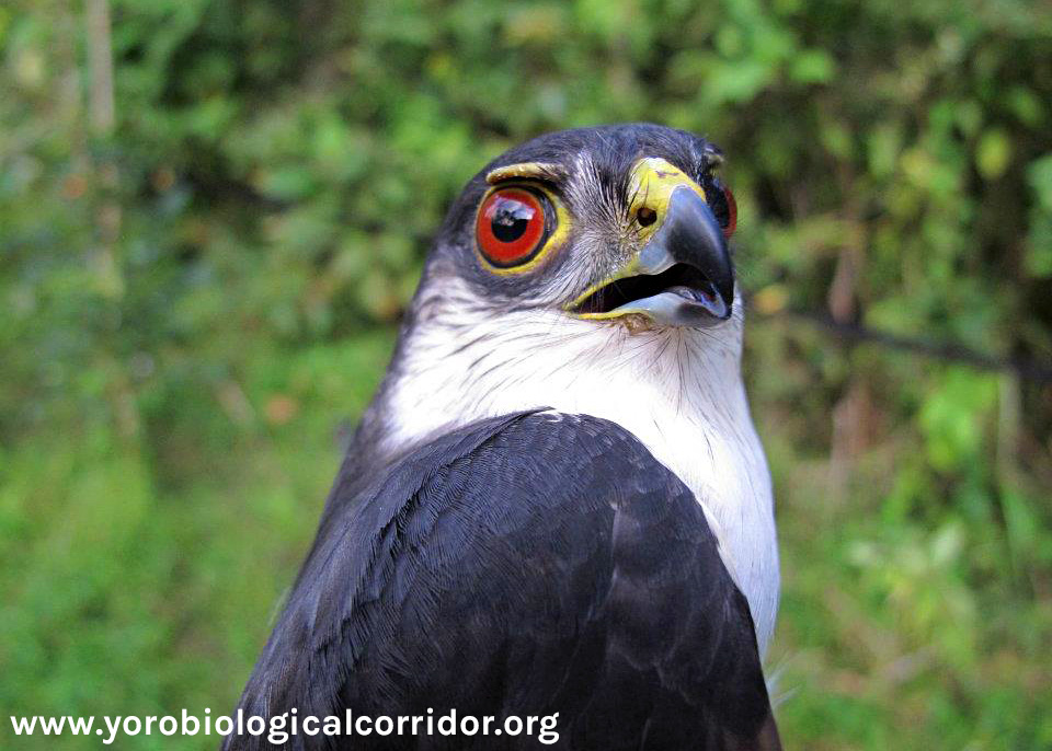 Example of a White-Breasted Hawk being studied by YBC scientists in the field; this one in particular found in a forest adjacent to a coffee farm.